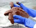 /album/photo-gallery-photogallery1/oily-turtle-jpg/